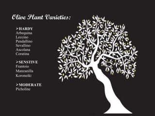 Olive Plant Varieties: HARDY   Arbequina    Leccino  Pendallino Sevallino Ascolana Coratina SENSTIVE Frantoio Manzanilla Koroneiki MODERATE Picholine 