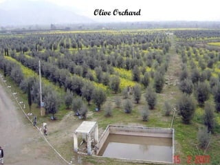 Olive Orchard

 