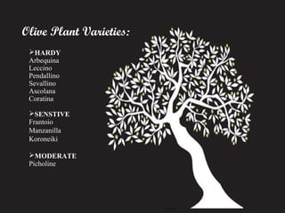 Olive Plant Varieties:
HARDY
Arbequina
Leccino
Pendallino
Sevallino
Ascolana
Coratina
SENSTIVE
Frantoio
Manzanilla
Koroneiki
MODERATE
Picholine

 