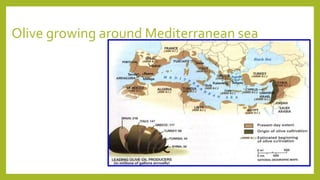 Olive growing around Mediterranean sea
 