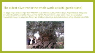 The oldest olive tree in the whole world at Kriti (greek island)
Το αρχαιότερο ελαιόδεντρο στον πλανήτη είναι στην αυλή του σπιτιού της κ. Καραπατάκη, στο χωριό
Άνω Βούβες στο Κολυμπάρι Χανίων στην Κρήτη.Λένε ότι είναι 2.500-5.000 ετών. Ο κορμός έχει
περίμετρο γύρω στα 12 μέτρα.Το δέντρο στη βάση του είναι αγριελιά και δίνει μέχρι σήμερα πολύ λάδι.
 