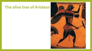 The olive tree of Aristeus
 