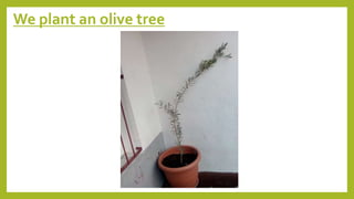 We plant an olive tree
 