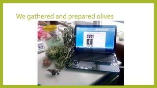 We gathered and prepared olives
 