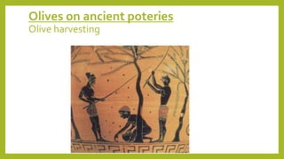 Olives on ancient poteries
Olive harvesting
 