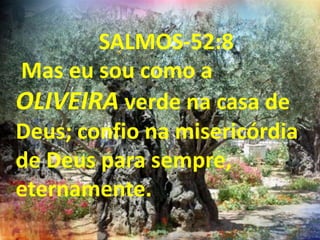 SALMOS-52:8
Mas eu sou como a
OLIVEIRA verde na casa de
Deus; confio na misericórdia
de Deus para sempre,
eternamente.
 