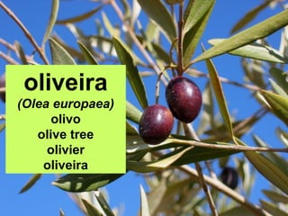 oliveira
(Olea europaea)
olivo
olive tree
olivier
oliveira
 