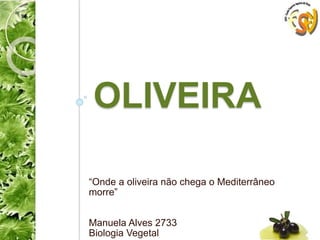 OLIVEIRA
“Onde a oliveira não chega o Mediterrâneo
morre”
Manuela Alves 2733
Biologia Vegetal
 