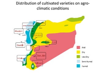 Distribution of cultivated varieties on agro-
climatic conditions
 
