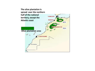 Olive plantation area
The olive plantation is
spread over the northern
half of the national
territory, except the
Atlantic coast
 