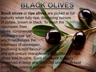 Black olives or ripe olives are picked at full
maturity when fully ripe, displaying colours
of purple, brown or black. To leach the
oleuropein from
olives, commercial
producers use lye,
which neutralizes the
bitterness of oleuropein,
producing a mild flavour
and soft texture characteristic of California black
olives sold in cans. Such olives are typically
preserved in brine and sterilized under high heat
during the canning process.
 