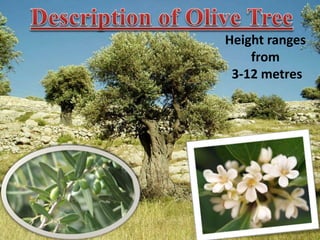 Height ranges
from
3-12 metres
 