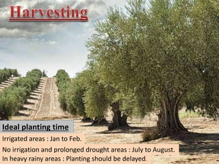 Ideal planting time
Irrigated areas : Jan to Feb.
No irrigation and prolonged drought areas : July to August.
In heavy rainy areas : Planting should be delayed.
 