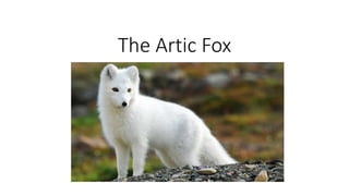 The Artic Fox
 