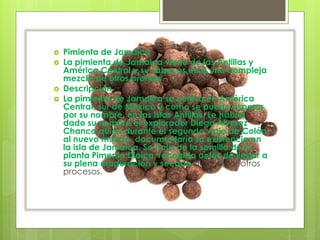  Pimienta de Jamaica
 La pimienta de Jamaica viene de las Antillas y
América Central y su sabor es en sí una compleja
mezcla de otros oromas.
 Descripción
 La pimienta de Jamaica se cultiva en América
Central, sur de México y como se puede esperar
por su nombre, en las Islas Antillas. Le habría
dado su nombre el explorador Diego Álvarez
Chanca quien durante el segundo viaje de Colón
al nuevo mundo, documentaría su existencia en
la isla de Jamaica. Se trata de la semilla de la
planta Pimenta Dioica, recogida antes de llegar a
su plena maduración y secada al sol o por otros
procesos.
 