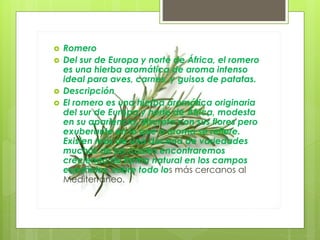  Romero
 Del sur de Europa y norte de África, el romero
es una hierba aromática de aroma intenso
ideal para aves, carnes, y guisos de patatas.
 Descripción
 El romero es una hierba aromática originaria
del sur de Europa y norte de África, modesta
en su apariencia, discreta con sus flores pero
exuberante en lo que a aroma se refiere.
Existen más de una docena de variedades
muchas de las cuales encontraremos
creciendo de forma natural en los campos
españoles, sobre todo los más cercanos al
Mediterráneo.
 