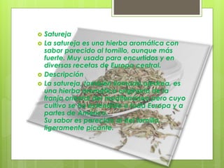  Satureja
 La satureja es una hierba aromática con
sabor parecido al tomillo, aunque más
fuerte. Muy usada para encurtidos y en
diversas recetas de Europa central.
 Descripción
 La satureja, también llamada ajedrea, es
una hierba aromática originaria de la
franja oriental del mediterráneo pero cuyo
cultivo se ha extendido a toda Europa y a
partes de América.
Su sabor es parecido al del tomillo,
ligeramente picante.
 