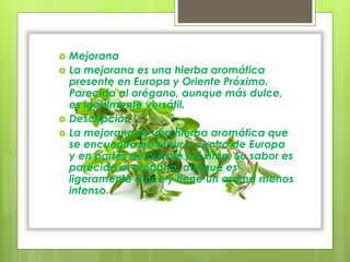  Mejorana
 La mejorana es una hierba aromática
presente en Europa y Oriente Próximo.
Parecida al orégano, aunque más dulce,
es igualmente versátil.
 Descripción
 La mejorana es una hierba aromática que
se encuentra en el sur y centro de Europa
y en partes de oriente próximo. Su sabor es
parecido al orégano, aunque es
ligeramente dulce y tiene un aroma menos
intenso.
 