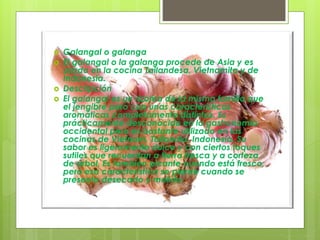  Galangal o galanga
 El galangal o la galanga procede de Asia y es
usado en la cocina Tailandesa, Vietnamita y de
Indonesia.
 Descripción
 El galangal es un rizoma de la misma familia que
el jengibre pero con unas características
aromáticas completamente distintas. Es
prácticamente desconocido en la gastronomía
occidental pero es bastante utilizado en las
cocinas de Vietnam, Tailandia, Indonesia. Su
sabor es ligeramente dulce y con ciertos toques
sutiles que recuerdan a tierra fresca y a corteza
de árbol. Es también picante cuando está fresco,
pero esa característica se pierde cuando se
presenta desecado y molido.
 