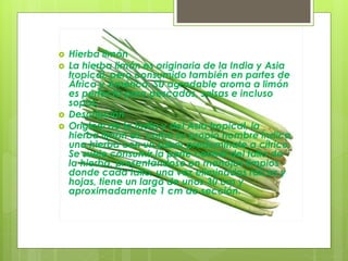  Hierba limón
 La hierba limón es originaria de la India y Asia
tropical, pero consumido también en partes de
África y América. SU agradable aroma a limón
es perfecto para pescados, salsas e incluso
sopas.
 Descripción
 Original de la India y del Asia tropical, la
hierba limón es, como su propio nombre indica
una hierba con un sabor predomínate a cítrico.
Se suele consumir la parte central del tallo de
la hierba, presentándose en manojos limpios
donde cada tallo, una vez eliminadas raíces y
hojas, tiene un largo de unos 30 cm y
aproximadamente 1 cm de sección.
 
