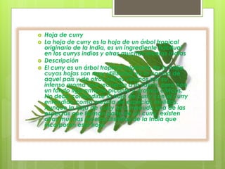  Hoja de curry
 La hoja de curry es la hoja de un árbol tropical
originario de la India, es un ingrediente habitual
en los currys indios y otras muchas recetas Indias
 Descripción
 El curry es un árbol tropical originario de la India
cuyas hojas son muy utilizadas en la cocina de
aquel país y de otros países vecinos por su
intenso aroma que recuerda a la salvia, pero con
un fondo ligeramente picante y aromas cítricos.
No debe confundirse la hoja de curry con el curry
entendido como mezcla de especias molidas.
Aunque la hoja de curry es a menudo una de las
especias que forman parte de un curry, existen
otras muchas recetas distintas de la India que
incorporan esta hoja.
 