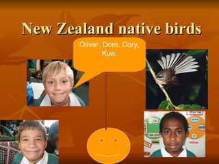 New Zealand native birds  Oliver, Dom, Cory, Kua. 