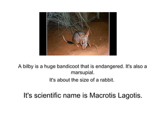 It's scientific name is Macrotis Lagotis.
A bilby is a huge bandicoot that is endangered. It's also a
marsupial.
It's about the size of a rabbit.
 