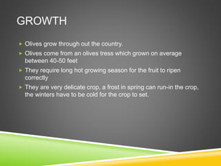 GROWTH
 Olives grow through out the country.
 Olives come from an olives tress which grown on average
between 40-50 feet
 They require long hot growing season for the fruit to ripen
correctly
 They are very delicate crop, a frost in spring can run-in the crop,
the winters have to be cold for the crop to set.
 