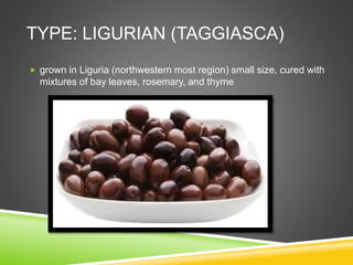 TYPE: LIGURIAN (TAGGIASCA)
 grown in Liguria (northwestern most region) small size, cured with
mixtures of bay leaves, rosemary, and thyme
 