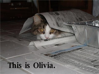 This is Olivia. 