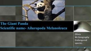 The Giant Panda
Scientific name- Ailuropoda Melanoleuca
 