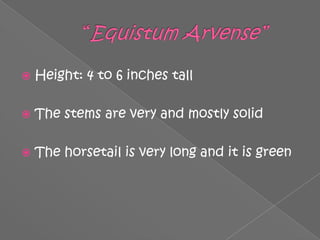 “Equistum Arvense”Height: 4 to 6 inches tallThe stems are very and mostly solidThe horsetail is very long and it is green