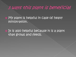 3 ways this plant is beneficialMy plant is helpful in case of heavy ministration. It is also helpful because it is a plant that grows and feeds.