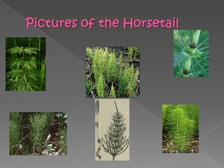 Pictures of the Horsetail