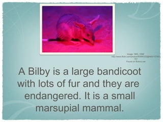A Bilby is a large bandicoot
with lots of fur and they are
endangered. It is a small
marsupial mammal.
Image: 'IMG_1098'
http://www.flickr.com/photos/60984332@N00/157801
707
Found on flickrcc.net
 