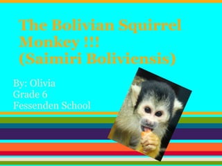 The Bolivian Squirrel
 Monkey !!!
 (Saimiri Boliviensis)
By: Olivia
Grade 6
Fessenden School
 