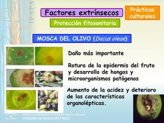 Prácticas
culturales
Protección fitosanitaria
Factores extrínsecos
Aceites rojizos y elevada acidez, aumento
lineal con el...