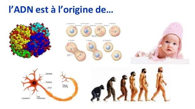 A Quoi Sert La Replication De L'adn Le séquençage de l'ADN et ses applications