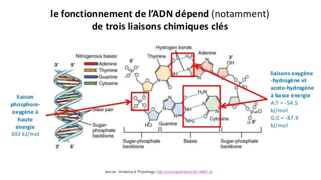 A Quoi Sert La Replication De L'adn Le séquençage de l'ADN et ses applications