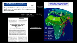 The mosaic genome of African cattle: A unique adaptive genetic resource