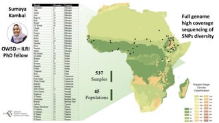 The mosaic genome of African cattle: A unique adaptive genetic resource