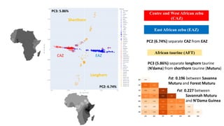 The mosaic genome of African cattle: A unique adaptive genetic resource