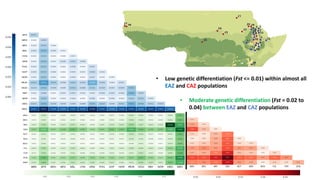 The mosaic genome of African cattle: A unique adaptive genetic resource