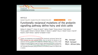 The mosaic genome of African cattle: A unique adaptive genetic resource