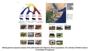 The mosaic genome of African cattle: A unique adaptive genetic resource