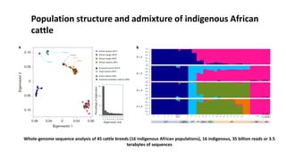 The mosaic genome of African cattle: A unique adaptive genetic resource
