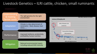 The mosaic genome of African cattle: A unique adaptive genetic resource