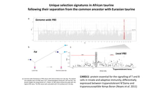 The mosaic genome of African cattle: A unique adaptive genetic resource