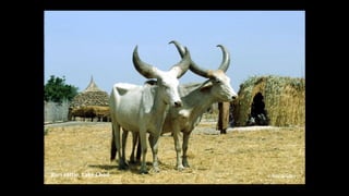 The mosaic genome of African cattle: A unique adaptive genetic resource