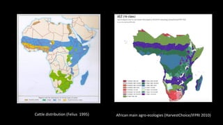 The mosaic genome of African cattle: A unique adaptive genetic resource